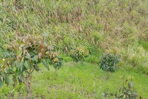 Bắt nghi phạm sát hại nam sinh lớp 8 giấu xác ở nương mía