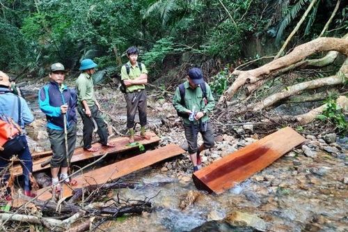 Quảng Trị: Khởi tố vụ 'xẻ thịt' rừng đặc dụng trong khu bảo tồn thiên nhiên