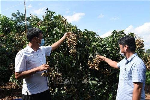 Hiệu quả kinh tế nhờ xử lý nhãn chín sớm tại Bà Rịa - Vũng Tàu