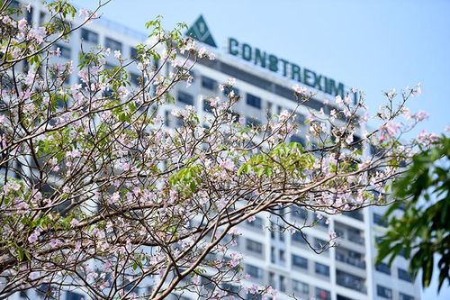 Phong linh hồng nở hoa rực rỡ giữa phố phường Thủ đô