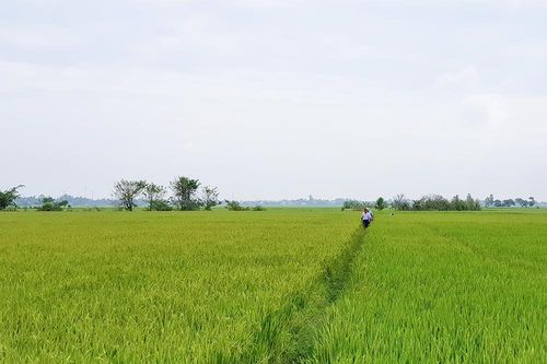 Tuân thủ lịch xuống giống vụ hè thu 2022