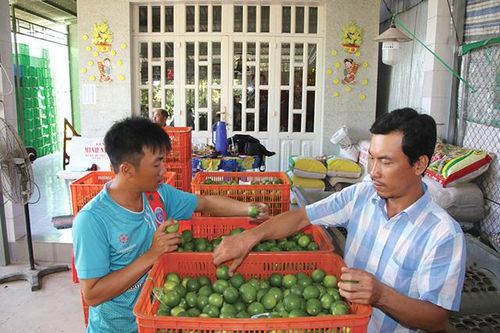 Đưa trái chanh không hạt sang thị trường EU