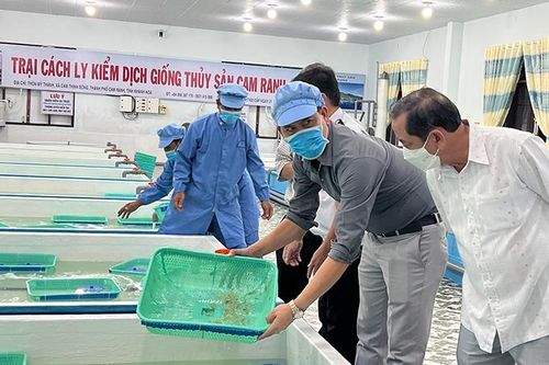 Tiếp nhận cách ly tập trung 62.000 con tôm hùm giống