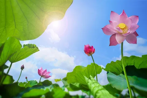 Các hoạt động hấp dẫn tôn vinh 'Sen trong đời sống văn hóa Việt'