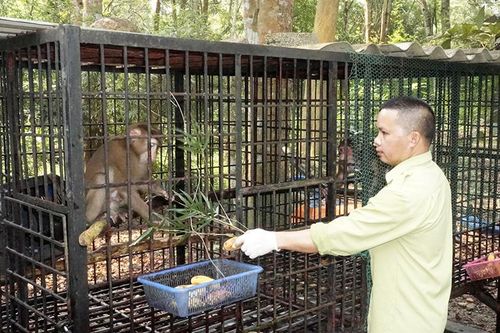 'Bệnh viện' cho động vật hoang dã bắc Trường Sơn