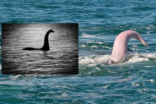 Tuyên bố sốc: 'Quái vật hồ Loch Ness là 'của quý' của cá voi'?