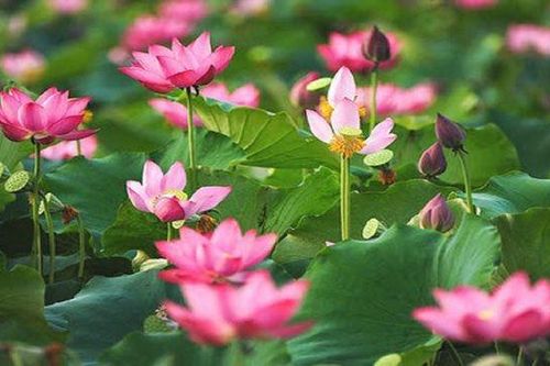 Tôn vinh 'Sen trong đời sống văn hóa Việt'