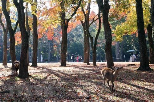 Nhật Bản: Lượng khí thải gây hiệu ứng nhà kính giảm 7 năm liên tiếp