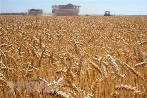 Cảnh báo nguy cơ sản xuất ngũ cốc bị gián đoạn tại Ukraine