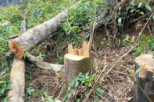 Xuất hiện phương thức phá rừng mới manh động, nguy hiểm tại Lâm Đồng