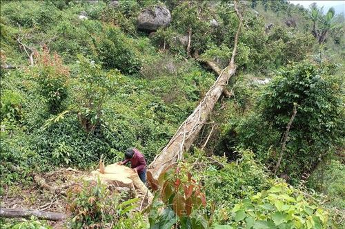 Lâm Đồng: Khẩn trương điều tra vụ phá rừng ở khu vực giáp ranh