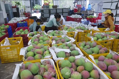 Nông dân Khánh Hòa không còn mặn mà với cây xoài Úc