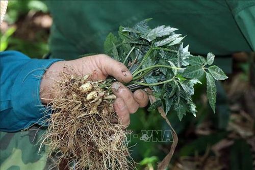 Kon Tum lần đầu tiên tổ chức phiên chợ về sâm Ngọc Linh