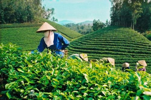 Đài Loan tăng nhập khẩu chè từ thị trường Việt Nam