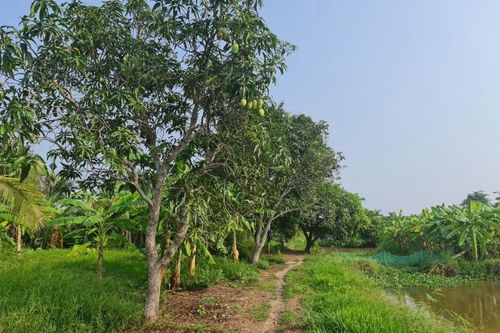 An Giang tìm đầu ra cho rau màu, cây ăn trái