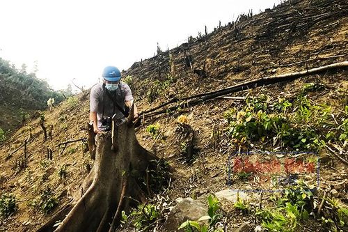 Lấn chiếm đất rừng Xa Pác