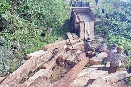 Xót xa rừng Nghệ An bị tàn phá