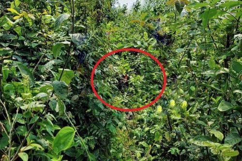 Dấu vết đáng ngờ trên thi thể người đàn ông được phát hiện trong rừng