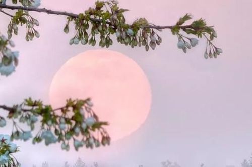 Đừng bỏ lỡ kỳ thú 'Trăng hồng' cuối tuần này