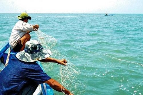 Cà Mau: 'Săn' cá chẽm ở Hòn Ðá Bạc