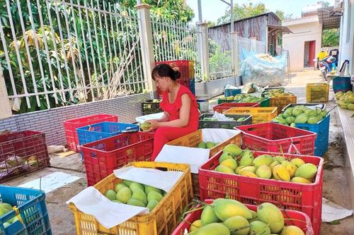 Mục tiêu đến năm 2025, Đồng Tháp có 100% diện tích vùng trồng lúa, cây ăn trái, rau màu được cấp mã số vùng trồng