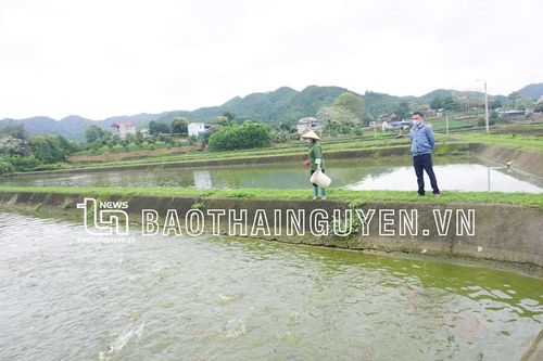 'Muốn giàu nuôi cá'