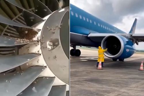 Đàn ong bu kín động cơ, máy bay từ Phú Quốc đi Hà Nội bị chậm hơn 1 tiếng