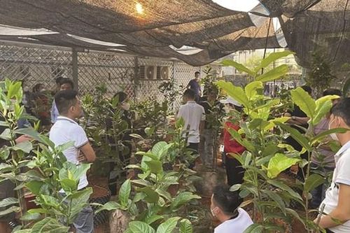 Cơn sốt cây bạch hải đường: Lại chiêu trò 'thổi giá'