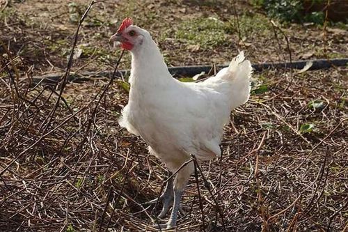 Gà 'quốc bảo' 1 triệu/kg ngon cỡ nào... nhà giàu lùng mua?