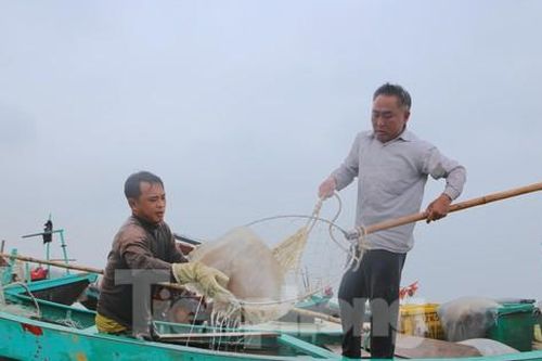 Vào mùa thu hoạch sứa, ngư dân kiếm tiền triệu mỗi ngày