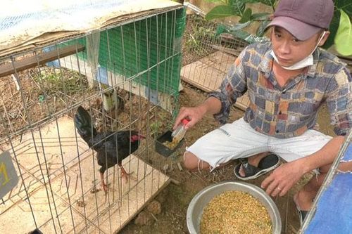 Anh Nguyễn Chí Bình khởi nghiệp từ mô hình nuôi gà