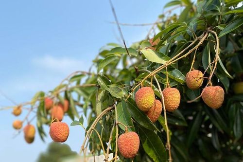 Vải chín sớm còn chua... giá 'chát' khách vẫn tới tấp đặt mua