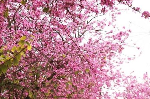Mê đắm sắc ban đỏ ở Mèo Vạc