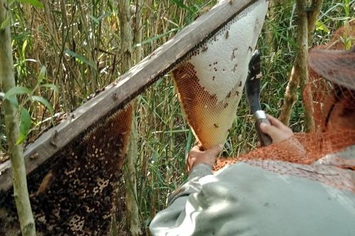 Đậm đà mật ong rừng U Minh Thượng