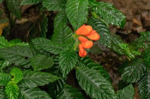 Phát hiện loài hoa dại tưởng đã tuyệt chủng 40 năm trước tại Ecuador