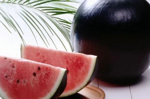 Densuke, loại dưa hấu hiếm nhất thế giới có giá 137 triệu đồng/quả