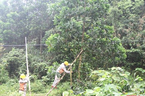 Cảnh báo tình trạng vi phạm hành lang an toàn lưới điện tại huyện Thường Xuân