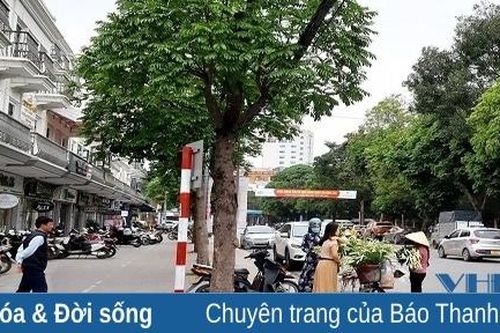 Hoa loa kèn xuống phố