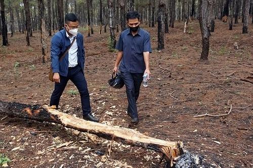 319 cây gỗ thông hàng chục năm tuổi bị phá hoại