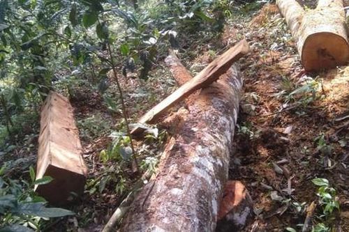 Báo động tình trạng phá, xâm lấn rừng phòng hộ tại Yên Bái