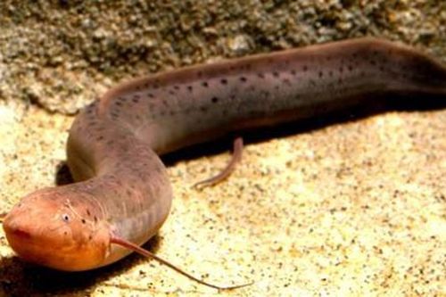 Bí ẩn loài cá kỳ dị Nam Mỹ sống không cần nước