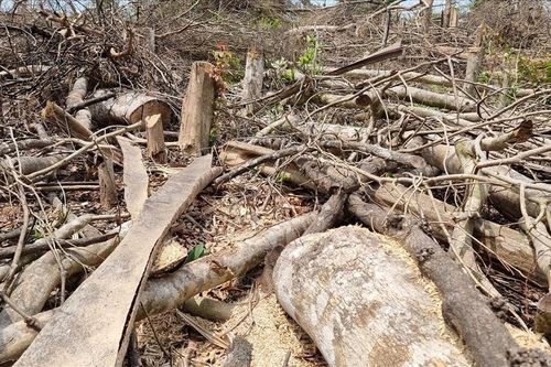 Quảng Trị: Hàng loạt cây gỗ rừng lớn ở huyện Đakrông bị đốn hạ