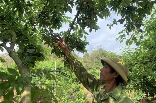 Trồng mận rải vụ mang lại hiệu quả kinh tế cao cho người dân Sơn La