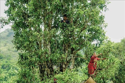 Xây dựng thương hiệu sản phẩm chè Shan tuyết ở Tủa Chùa