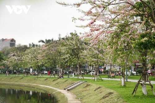 Chiêm ngưỡng hoa đỗ mai dịu dàng, lần đầu khoe sắc tại Bắc Ninh