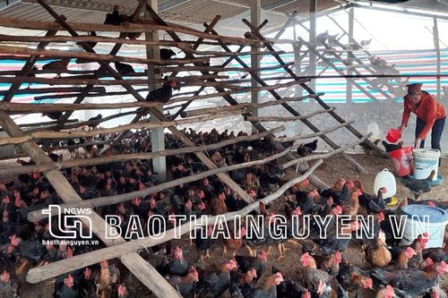 'Vùng trũng' Tân Lợi vươn lên nhờ chuyển đổi tư duy
