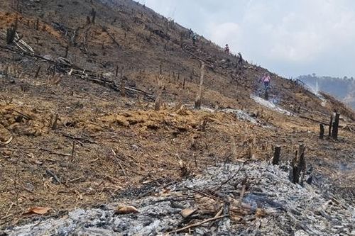 Đắk Lắk phát hiện thêm một vụ phá rừng với quy mô lớn