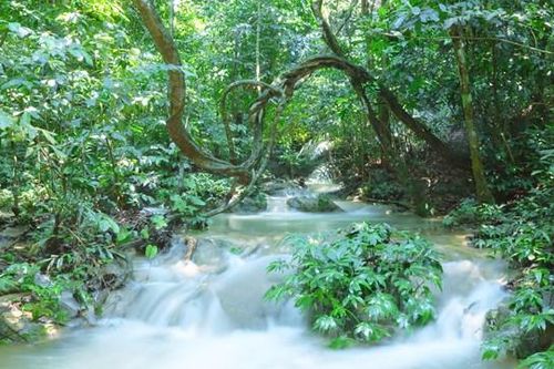 Lạc vào mê cung giữa đại ngàn Cúc Phương – Bài 2: Những người giữ rừng