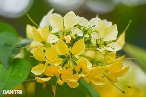 Chiêm ngưỡng cây hoa bún cổ thụ được coi là 'báu vật' giữa lòng Hà Nội