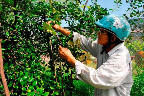 Nông dân Châu Phú thi đua sản xuất - kinh doanh giỏi